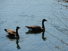 Branta canadensis