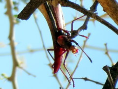 Acanthoplus longipes