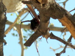 Acanthoplus longipes