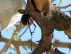 Acanthoplus longipes