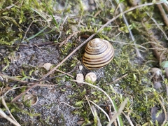 Cepaea nemoralis