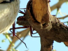 Acanthoplus longipes