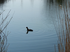 Fulica atra