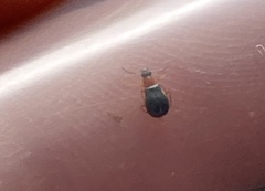 Hypebaeus flavicollis