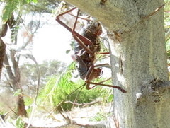 Acanthoplus longipes