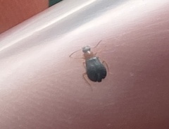 Hypebaeus flavicollis