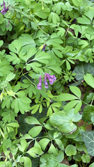 Corydalis solida