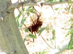 Acanthoplus longipes