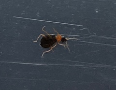 Hypebaeus flavicollis