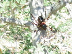 Acanthoplus longipes