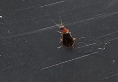 Hypebaeus flavicollis