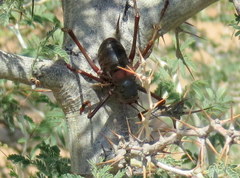 Acanthoplus longipes