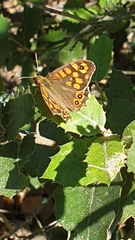 Pararge aegeria