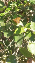 Pararge aegeria
