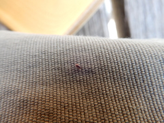 Coleoptera