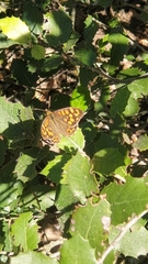 Pararge aegeria