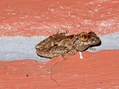Raorchestes anili