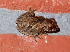 Raorchestes anili