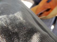Coleoptera