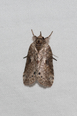 Nycteola indica