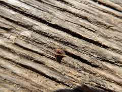 Kleidocerys resedae