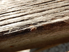 Kleidocerys resedae
