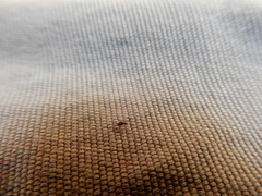 Coleoptera
