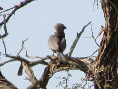 Corythaixoides concolor pallidiceps