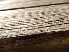 Kleidocerys resedae
