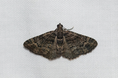 Eucymatoge peplodes
