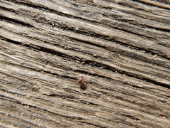 Kleidocerys resedae