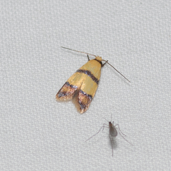 Heteroteucha distephana