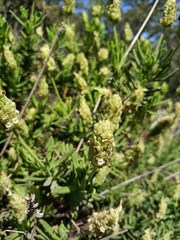 Lavandula viridis