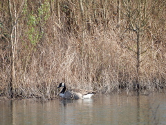Branta canadensis