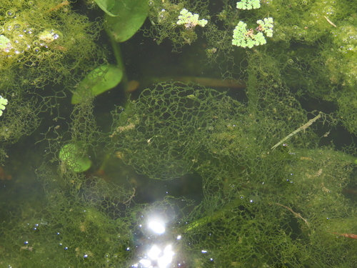 Image of Hydrodictyon reticulatum by (c) chiuluan, some rights reserved (CC BY)