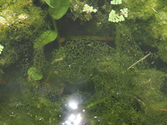 Hydrodictyon reticulatum