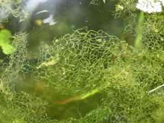 Hydrodictyon reticulatum