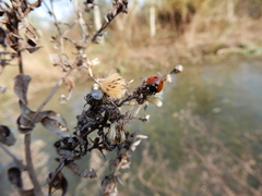 Coccinella septempunctata