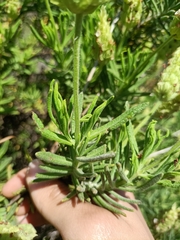 Lavandula viridis
