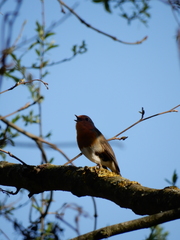 Erithacus rubecula