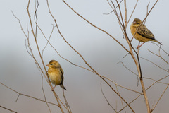 Ploceus philippinus
