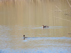 Podiceps cristatus