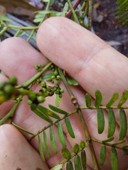 Acacia terminalis