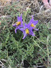Solanum citrullifolium
