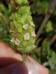Lavandula viridis
