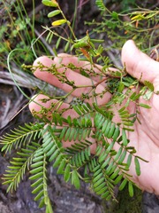 Acacia terminalis