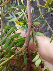 Acacia terminalis