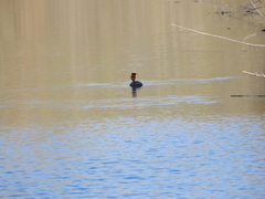 Podiceps cristatus