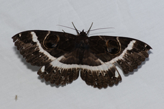 Erebus terminitincta