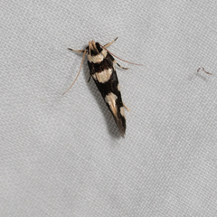 Macrobathra arrectella